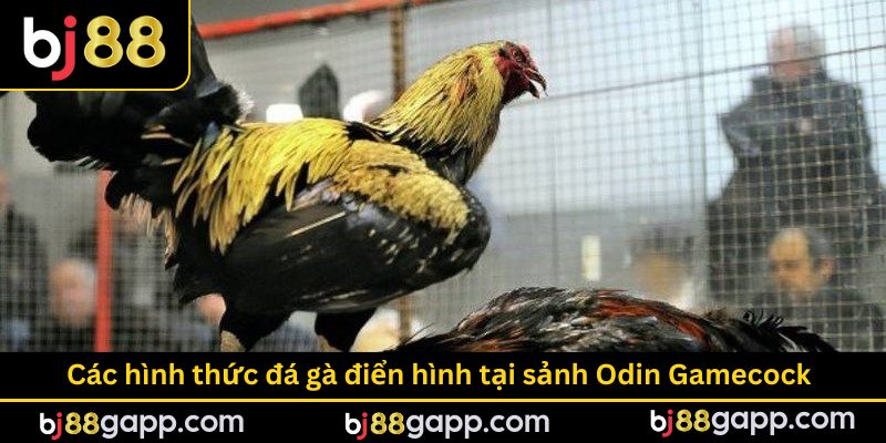 Top 3 loại hình giải trí hot tại sảnh Odin Gamecock