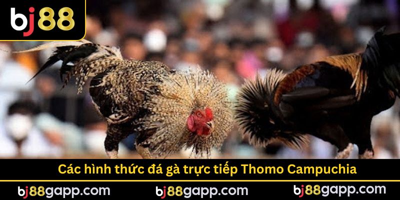 Các hình thức đá gà trực tiếp Thomo Campuchia