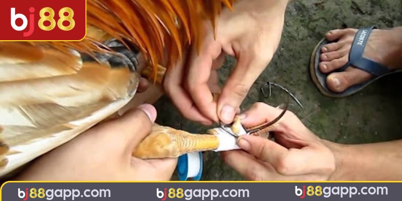 Cách Băng Cựa Gà Đá - Hạ Gục Đối Phương Trong 1 Nốt Nhạc