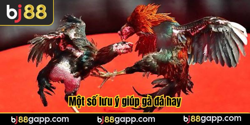 Một số lưu ý giúp gà đá hay