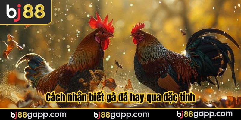 Cách nhận biết gà đá hay qua đặc tính.