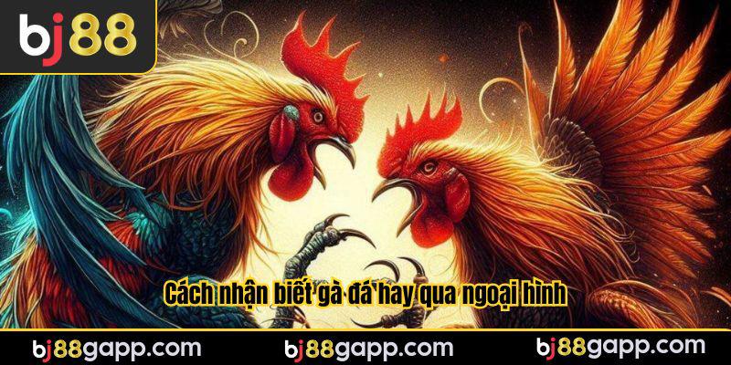 Cách nhận biết gà đá hay qua ngoại hình