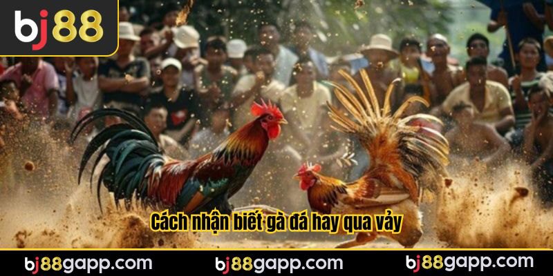Cách nhận biết gà đá hay qua vảy