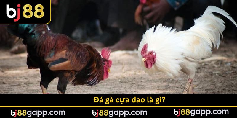 Đá gà cựa dao là gì?