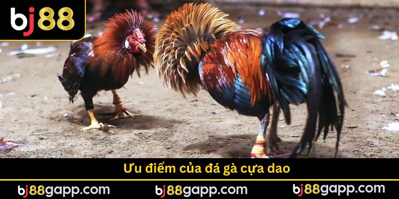 Các ưu điểm nên lựa chọn hình thức đá gà cựa dao