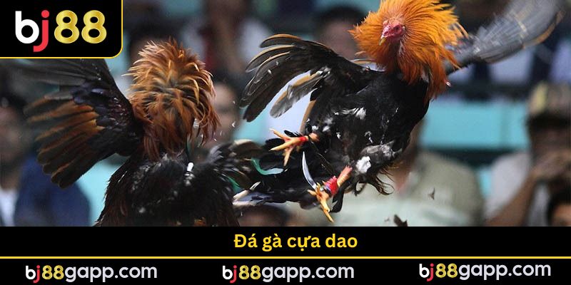 Đá Gà Cựa Dao - Sức Hút Từ Trường Đấu Kịch Tính Tại BJ88