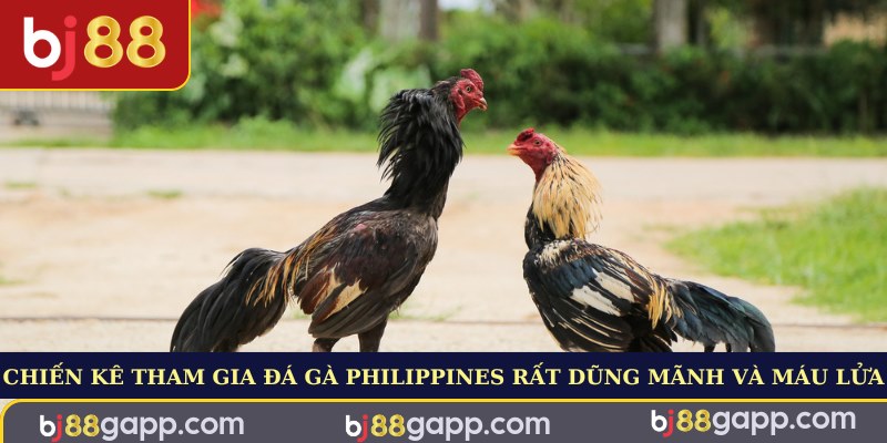 Chiến kê tham gia đá gà Philippines rất dũng mãnh và máu lửa