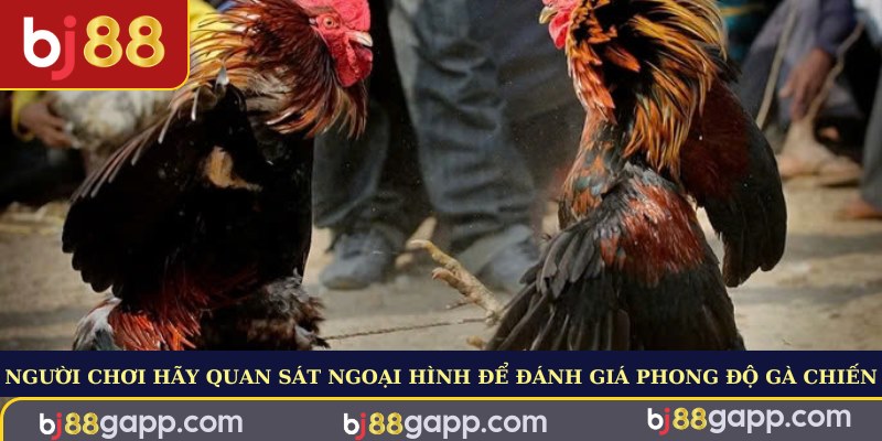 Người chơi hãy quan sát ngoại hình để đánh giá phong độ gà chiến