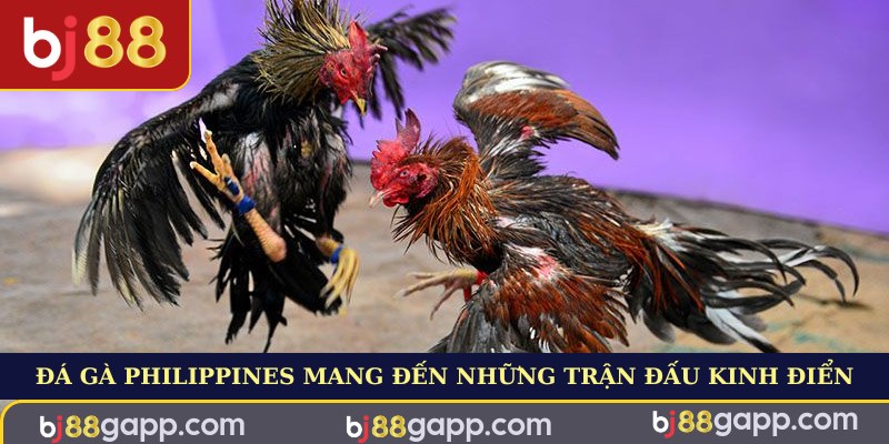Đá gà Philippines mang đến những trận đấu kinh điển nhất