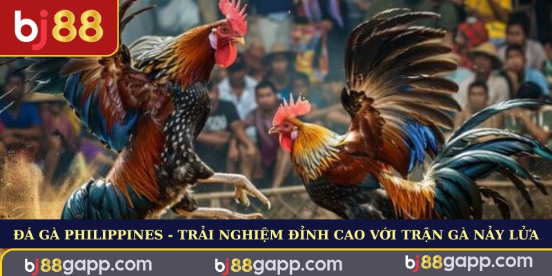 Đá Gà Philippines - Trải Nghiệm Đỉnh Cao Với Trận Gà Nảy Lửa