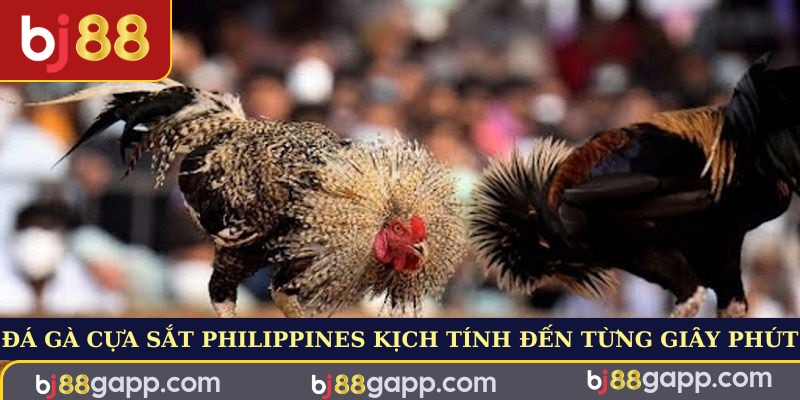 Đá gà cựa sắt Philippines kịch tính đến từng giây phút