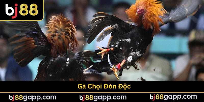 Gà Chọi Đòn Độc - Top 8+ Chiêu Thức Diệt Gọn Đối Thủ