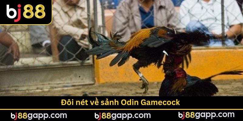 Nội dung tổng quan về sảnh Odin Gamecock
