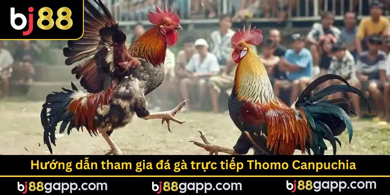 Hướng dẫn tham gia đá gà trực tiếp Thomo Canpuchia