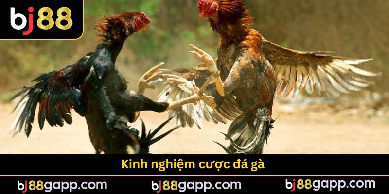 Kinh nghiệm cược đá gà