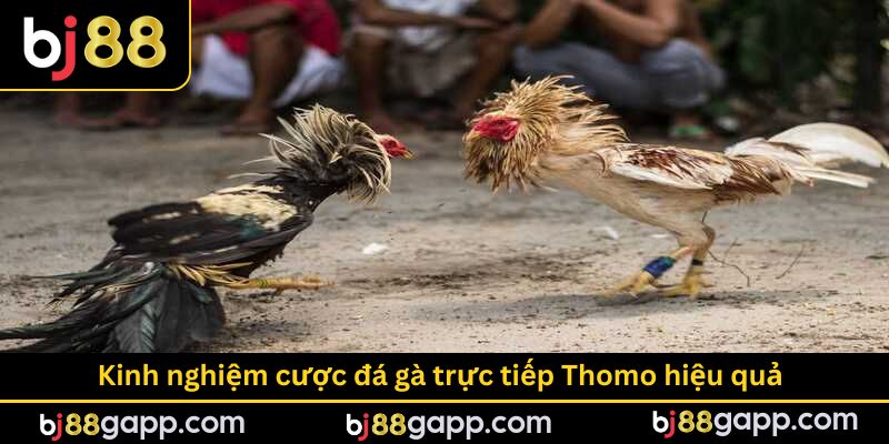 Kinh nghiệm cược hiệu quả