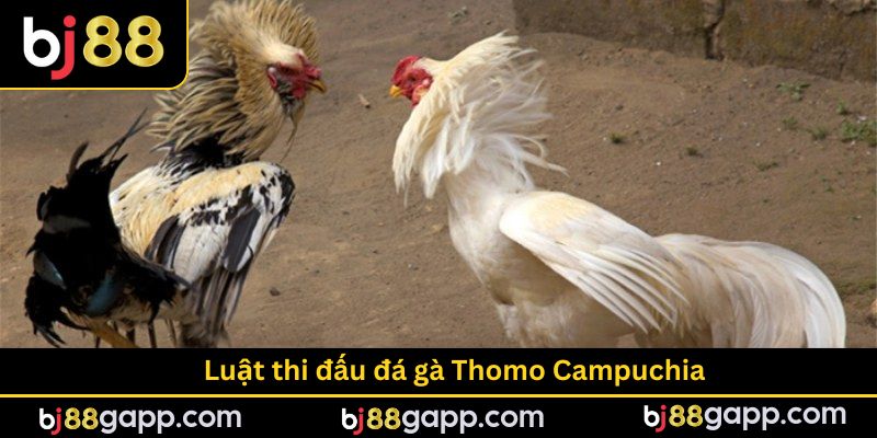 Luật thi đấu đá gà Thomo Campuchia