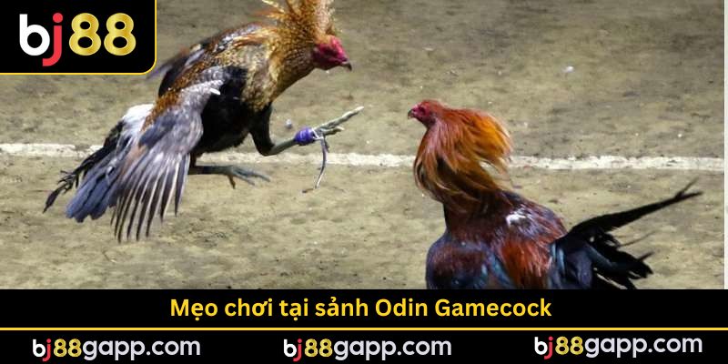 Vài mẹo nhỏ để tham gia đá gà thắng lớn