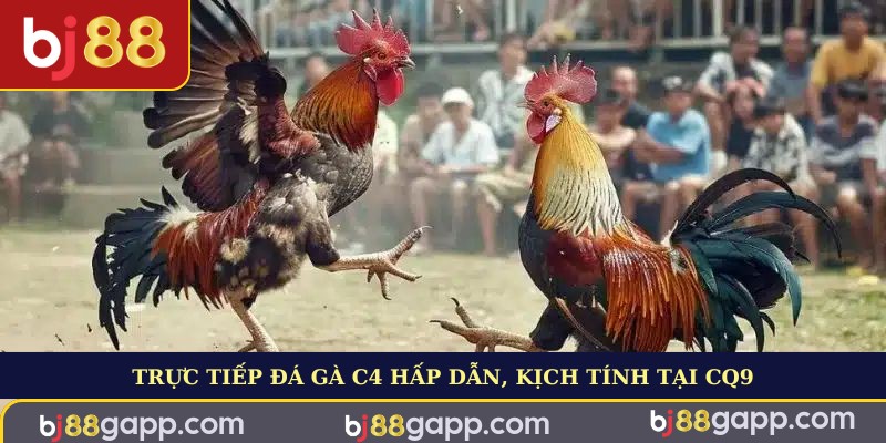 Trực tiếp đá gà C4 hấp dẫn, kịch tính tại CQ9