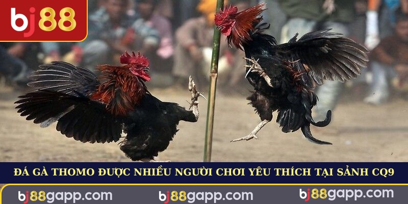 Đá gà Thomo được nhiều người chơi yêu thích tại sảnh CQ9