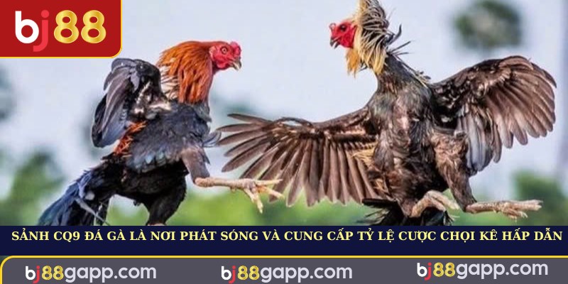 Sảnh CQ9 đá gà là nơi phát sóng và cung cấp tỷ lệ cược chọi kê hấp dẫn