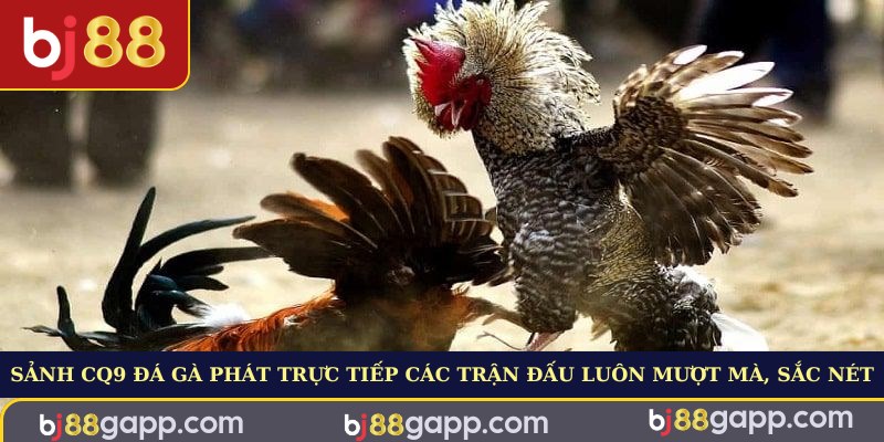 Sảnh CQ9 đá gà phát trực tiếp các trận đấu luôn mượt mà, sắc nét