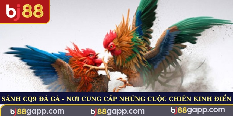 Sảnh CQ9 Đá Gà - Nơi Cung Cấp Những Cuộc Chiến Kinh Điển