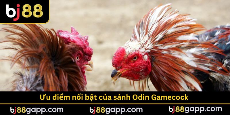 Sân chơi có sức hút lớn với loạt ưu điểm