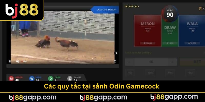 Sảnh Odin Gamecock với các quy tắc cần nhớ