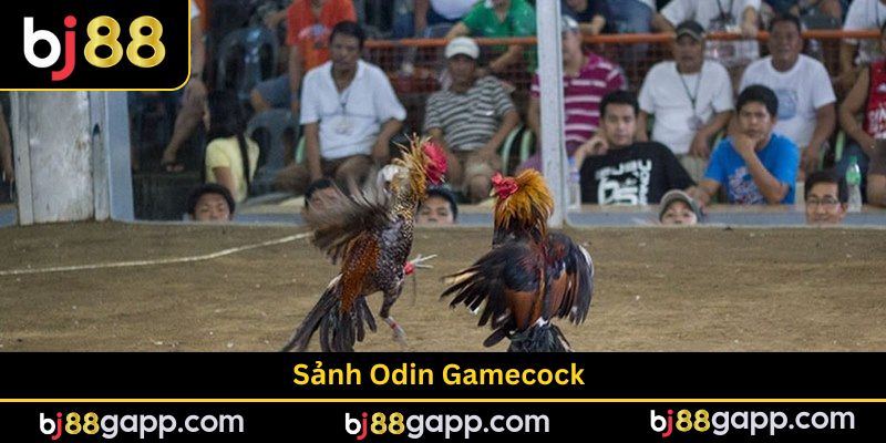 Sảnh Odin Gamecock - Sân Chơi Đá Gà Chất Lượng Đỉnh Cao