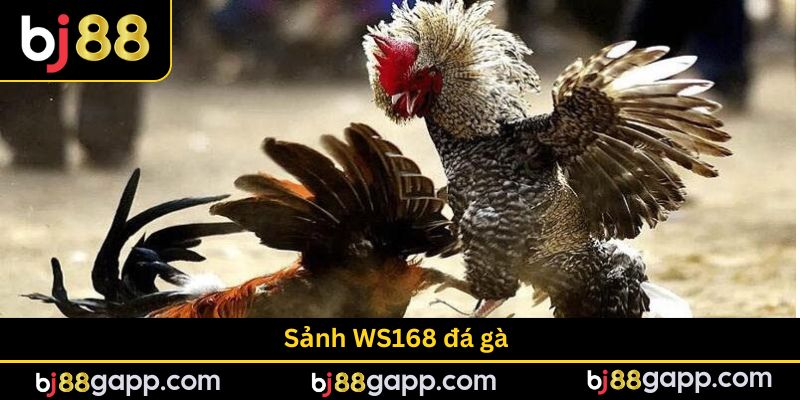 Sảnh WS168 Đá Gà Uy - Sân Chơi Uy Tín Đa Dạng Hình Thức Cược