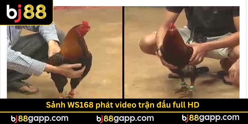 Sảnh WS168 đá gà có video trận đấu full HD