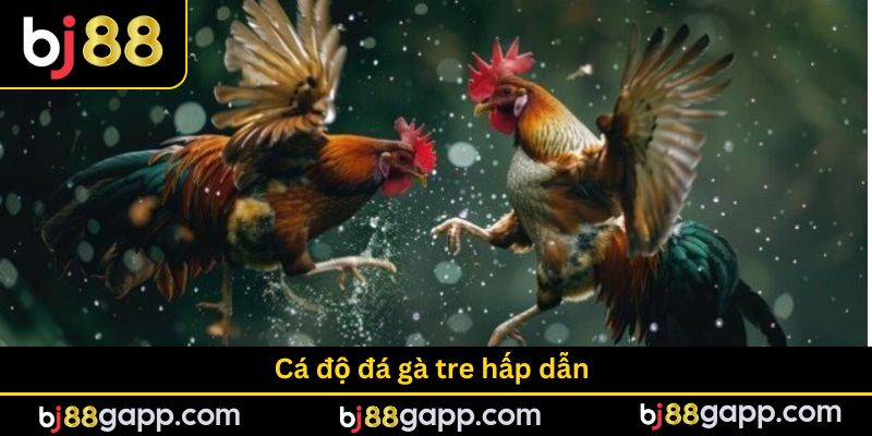 Cá độ đá gà tre hấp dẫn