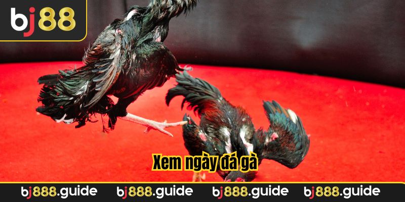 Xem ngày đá gà - Chọn đúng thời điểm, nâng cao tỷ lệ chiến thắng