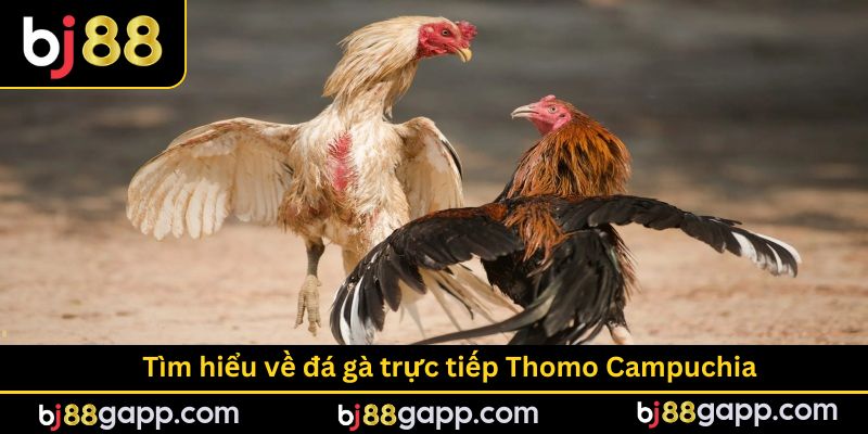 Tìm hiểu về đá gà trực tiếp Thomo Campuchia