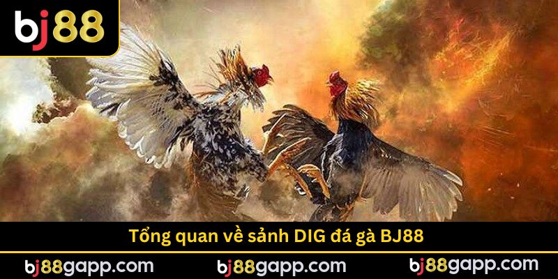 Tổng quan về sảnh DIG đá gà BJ88