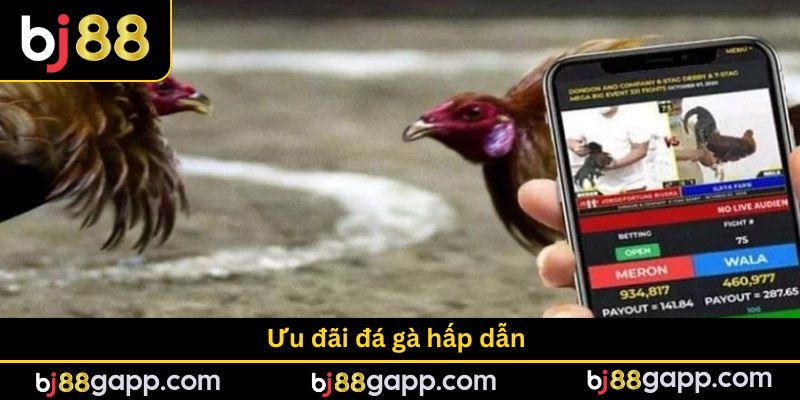 Ưu đãi đá gà hấp dẫn