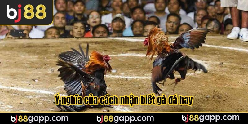Ý nghĩa của cách nhận biết gà đá hay