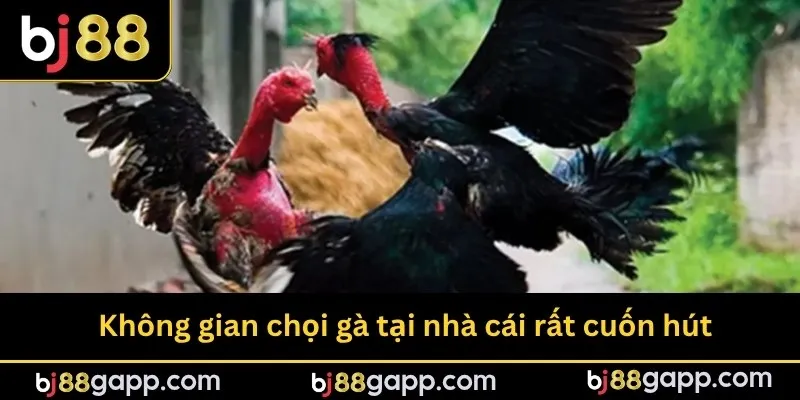 Điểm nổi bật cuốn hút nhiều người chơi tham gia đá gà bj88