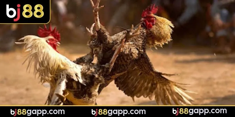 Bí quyết giúp người chơi thắng nhanh khi chơi đá gà