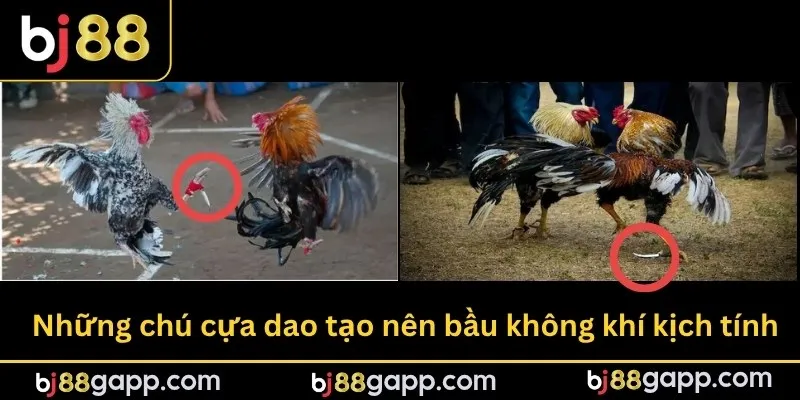 Gà cựa dao tại đấu trường màn ảnh nhà cái bj88